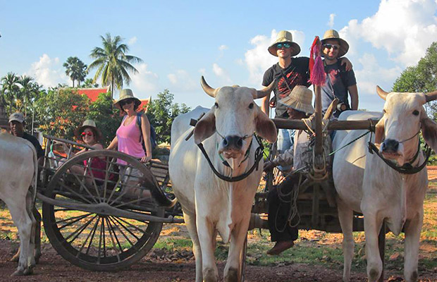 Ox Cart Riding
